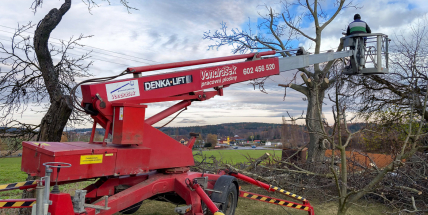 Ohrožují suché stromy vaše zdraví a majetek?