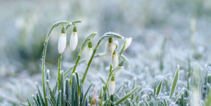 V tomto týdnu nás čekají chladná rána, přes den ale bude nad nulou