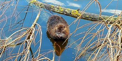 Oblíbená atrakce i šiřitelé nemocí. Hladové nutrie v Příbrami lákají lidi až na břehy