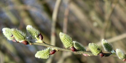 V týdnu se oteplí, převládne slunečné počasí, v noci bude dál mrznout