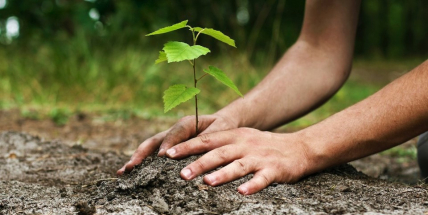 Vojenské lesy letos vysadí přes 8 milionů stromů, nejvíce v Brdech