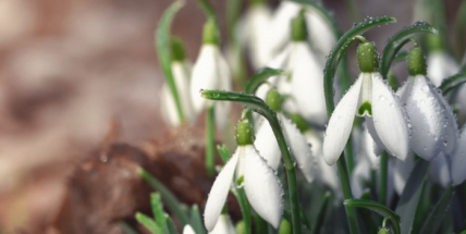 Uplynulá zima v Česku patřila mezi pět nejteplejších