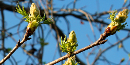 Příští týden budou teploty stoupat až k 15 stupňům Celsia