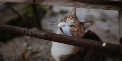Na kastraci a léčbu koček jde 600 tisíc ročně, vedení města o tom chce jednat