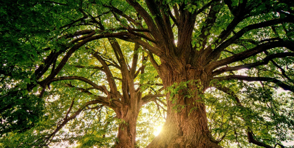 Lidé mohou přihlásit stromy do soutěže o ten nejsympatičtější