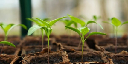 Začíná sezona příbramských farmářských trhů