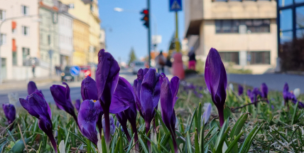 Týden bude slunečný, teploty až 20 stupňů