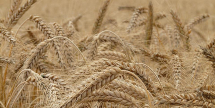 Svaz pekařů: Chléb by letos mohl stát i 60 korun