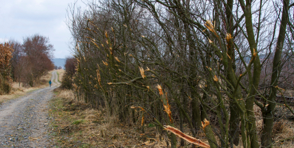 Lidé si stěžují: Na cyklotrase kdosi polámal trnité keře, bez defektu pneumatiky neprojedete