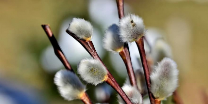 Dnes je Květná neděle, začíná velikonoční pašijový týden