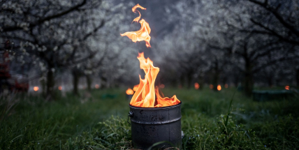 Noční mrazy mohou poškodit kvetoucí ovocné stromy, varovali meteorologové