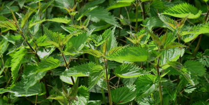 Kopřiva je sice plevel, podle odborníků však má široké možnosti využití
