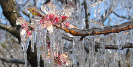 V noci na neděli má mrznout, mráz může poškodit ovocné stromy