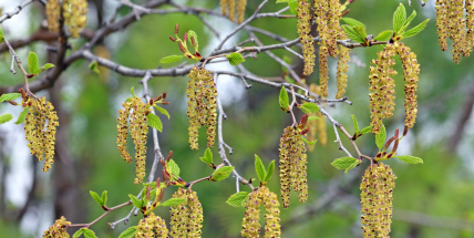 Alergikům začíná pylová sezona