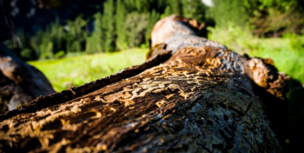 Chladnější počasí letos zatím brzdí vývoj kůrovce, který ale začal dřív než loni