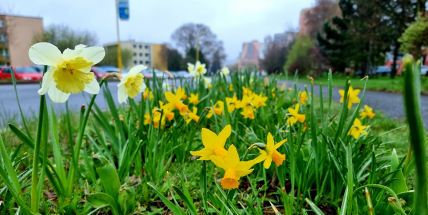 Teploty se v týdnu dostanou k 17 stupňům, k ránu ale může znovu mrznout