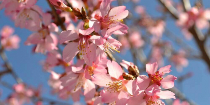 Dnes je první máj, lásky čas