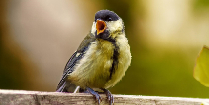 V zámeckém parku v Dobříši přivítáte ptačí zpěv