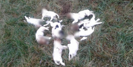 Příbramští policisté dopadli manželský pár, který zabíjel psy, aby neměl status množírny