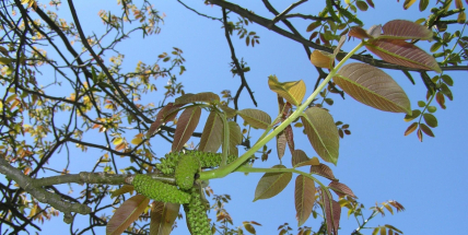 Pankrác, Servác a Bonifác mají letos utrum. Ledoví muži se pořádně zahřejí