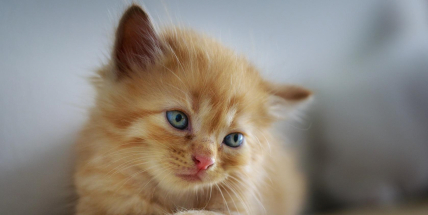 Soud bude řešit případ dvojice, která podle obžaloby týrala více než 40 koček