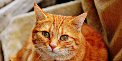 Soud začal projednávat případ matky se synem, kteří podle obžaloby týrali kočky