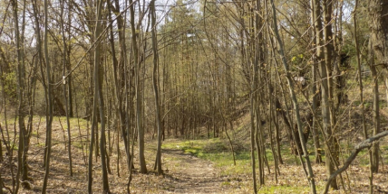 Archeologické léto nabídne vycházku na s Kelty spojenou lokalitu Hrazany u Sedlčan