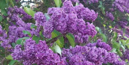 Okrasná dřevina, silný antioxidant nebo kulinářská ingredience – šeřík a tip na využití