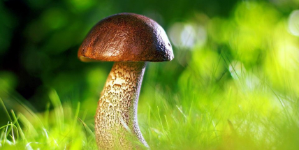 Začíná sezona hub. Našemu zdraví prospívají, srdci obzvlášť