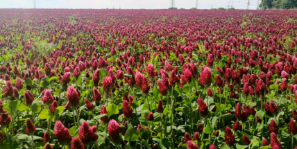 Purpurově červená zalila pole na Příbramsku. Jetel nachový upoutá na první pohled