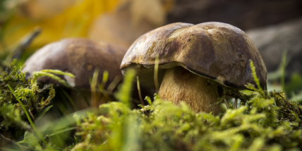 Počasí nahrává růstu hub. Kde si podle meteorologů nasbíráte ty první letošní?
