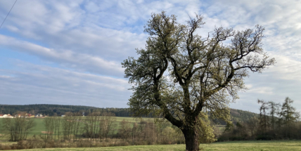 Hrušeň u Drásova se uchází o titul Strom roku, je jí 300 let. Hlasování začne v pondělí