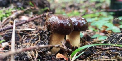 Houbaři netrpělivě očekávají svoji sezonu, počasí slibuje bohatou úrodu. Znáte netradiční houbové recepty?