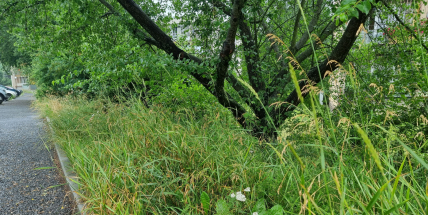 Technické služby nestíhají sekat trávu, pomoci by měla externí firma