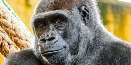 Gorilí skupinu v pražské zoo doplní samice Duni, dcera slavné Moji