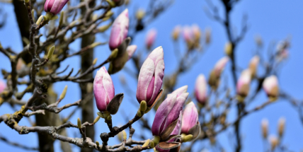 První půlrok patřil v ČR k těm nejteplejším za dobu měření