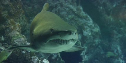 Chystáte se do Egypta? Úřady po útoku žraloka uzavřely část pobřeží Rudého moře u Hurgady