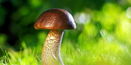 Lidé mohou na mapách sledovat, jaké jsou podmínky pro růst hub