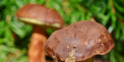 I jedlými houbami se lze otrávit