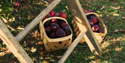 Studenti letní brigádu seženou snadno, Ukrajinci obsadili jen některé pozice