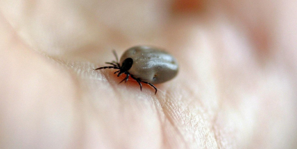 Případů onemocnění přenášených klíšťaty na jihu Čech je více než loni