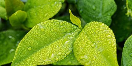 Letošní červen byl v Česku čtvrtý nejteplejší od roku 1961, hodně pršelo