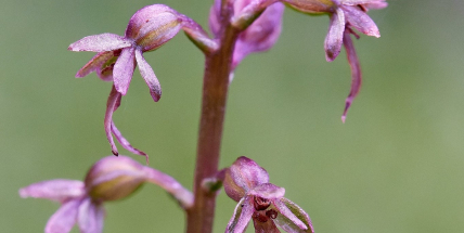 Krčily se v rašeliníku, popisuje objevitel orchideje v Brdech