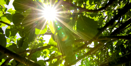 V příštím týdnu se oteplí, převládat bude slunečné počasí a rtuť teploměru vystoupá až na 36 stupňů