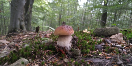 Konečně rostou. Houbaři hlásí plné košíky