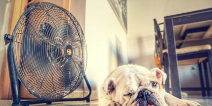 Meteorologové prodloužili varování před vedry do čtvrtka