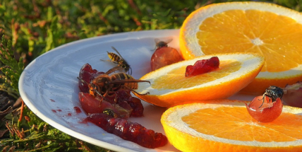 Někomu nevadí ani desítky vosích bodnutí, pro někoho může být pouhé jedno žihadlo osudné