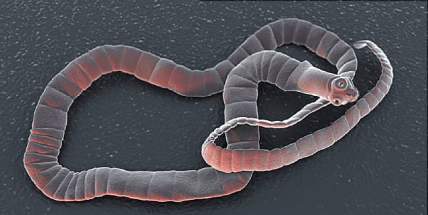 Přibývá případů infekce tasemnicí, lidé se mohou nakazit z lesního ovoce