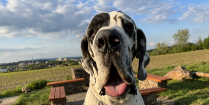 Psi vrtí ocasem víc doprava, pokud jsou s někým známým