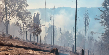 Zápach kouře je patrný i stovky kilometrů od ohniska požáru v Českém Švýcarsku